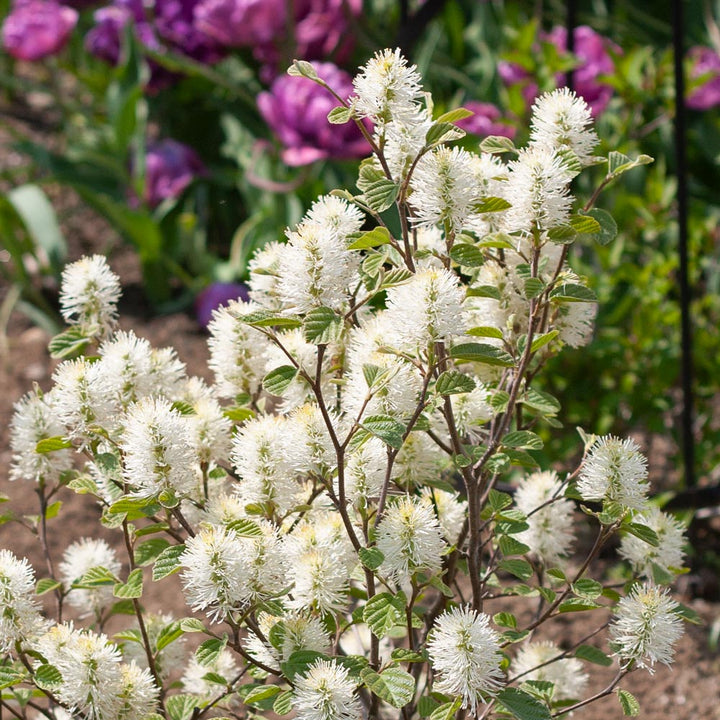 Fothergilla x intermedia 'Mount Airy'