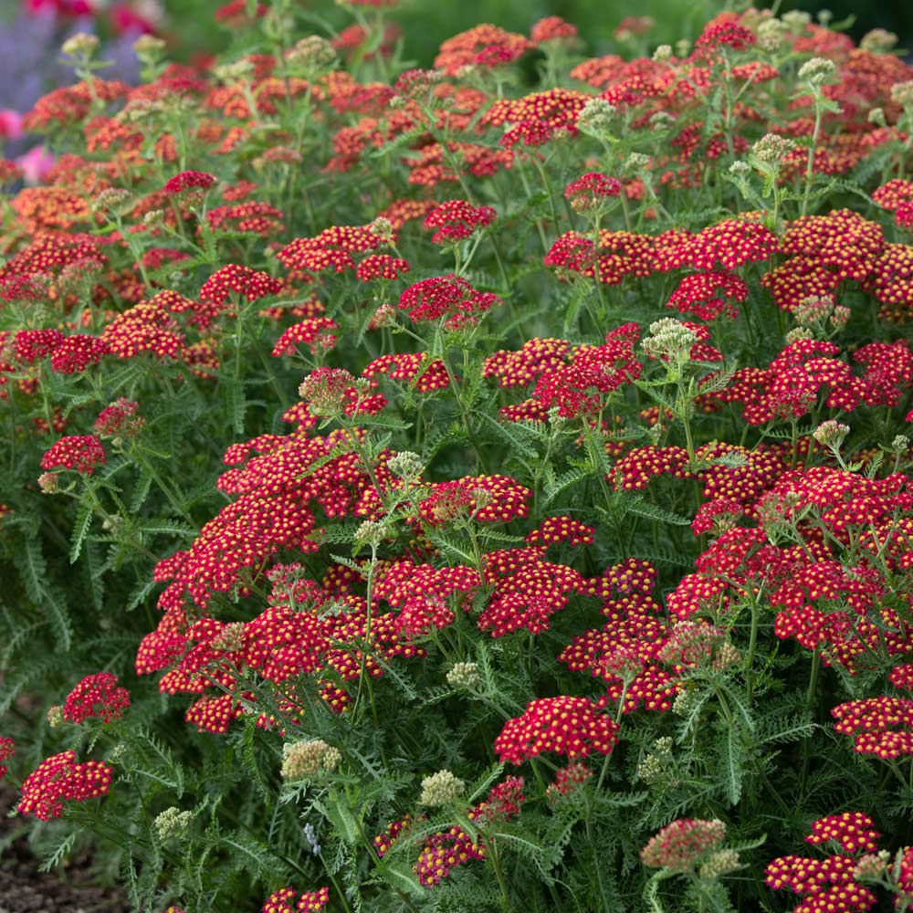 Achillea millefolium 'Paprika'