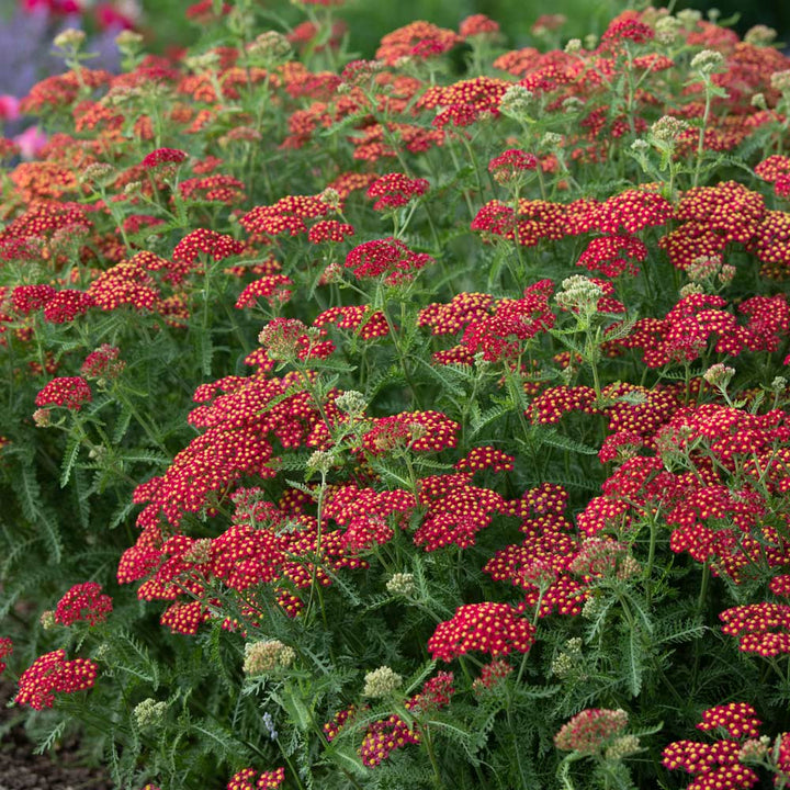 Achillea millefolium 'Paprika'