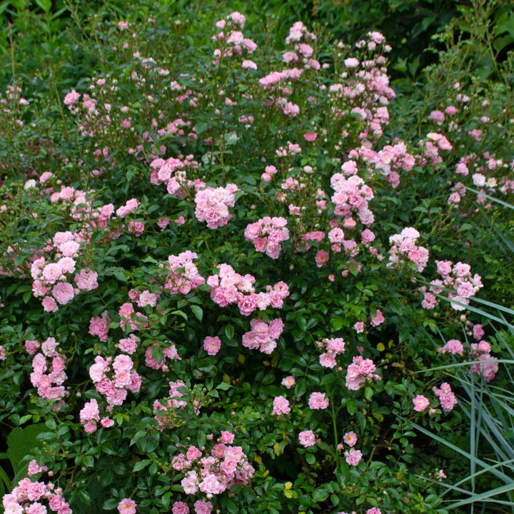 Rose 'The Fairy'