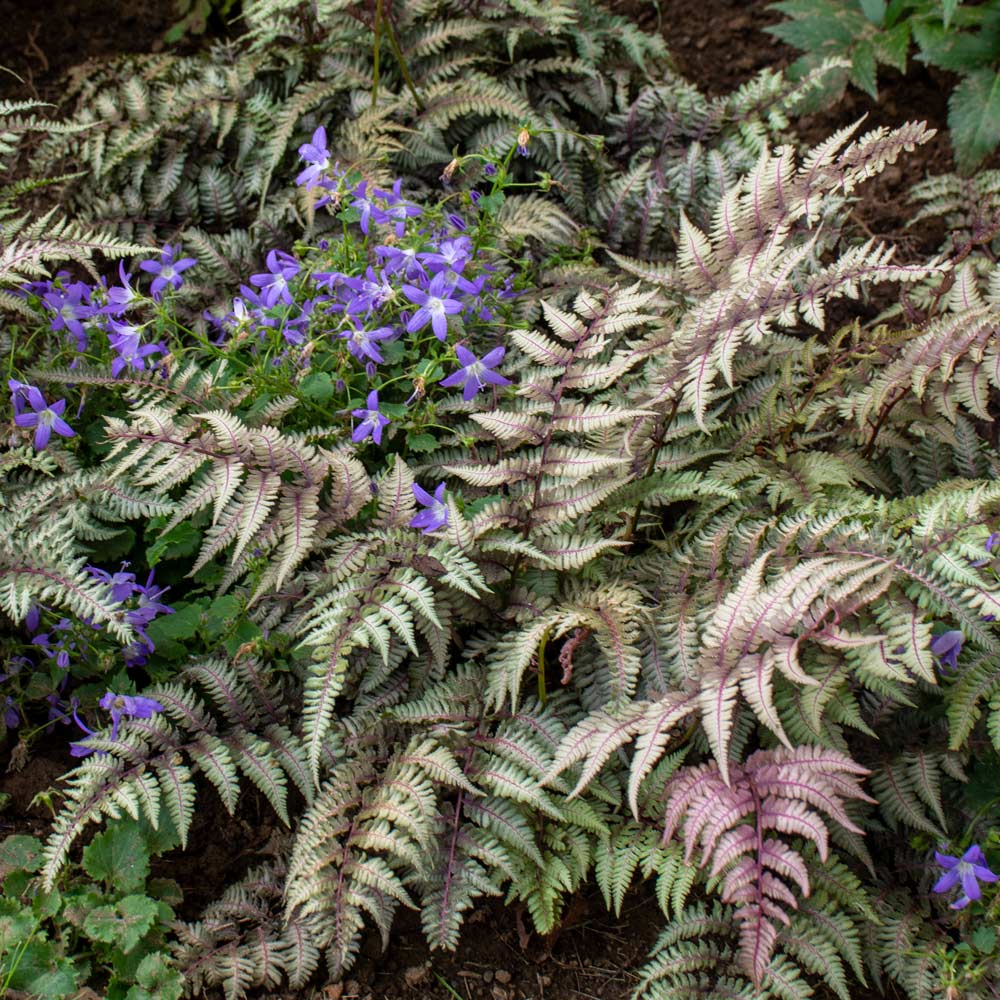 Athyrium niponicum var. pictum