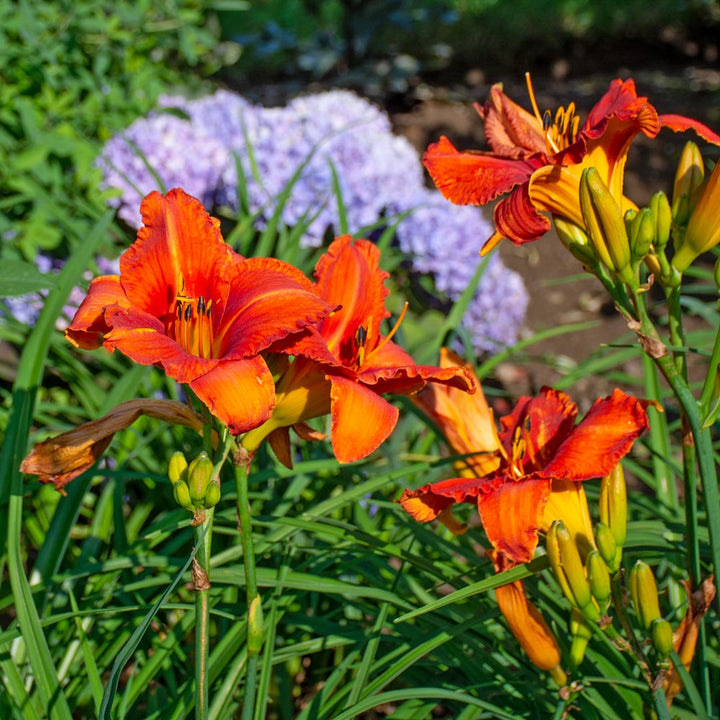 Hemerocallis 'Alabama Jubilee'