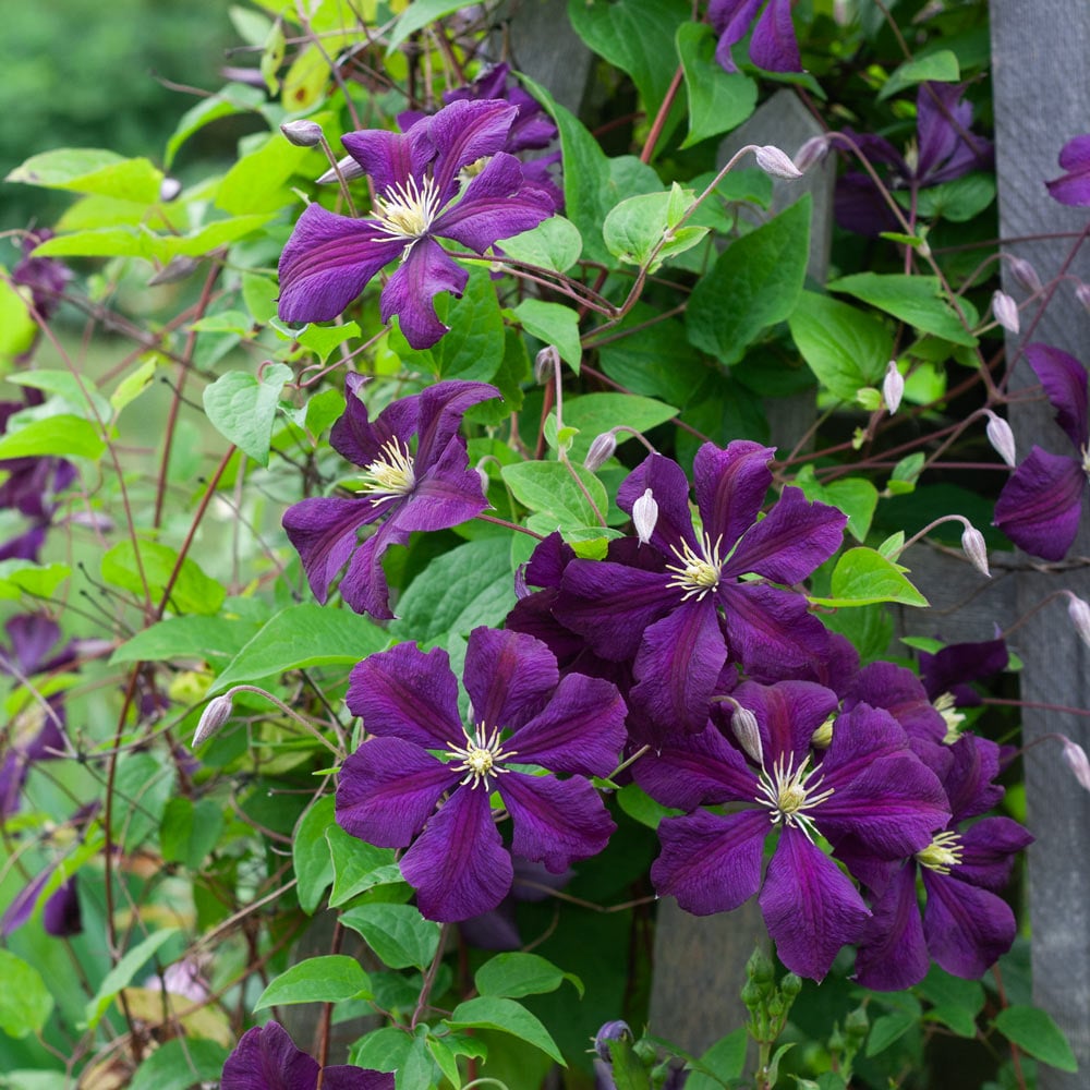 Clematis 'Etoile Violette'