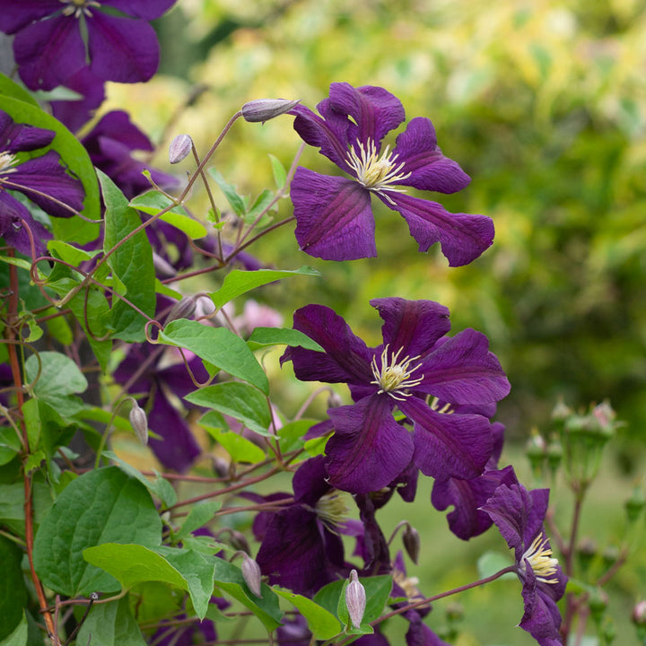 Clematis 'Etoile Violette'