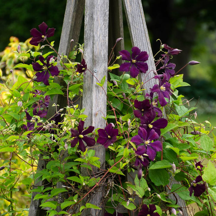 Clematis 'Etoile Violette'