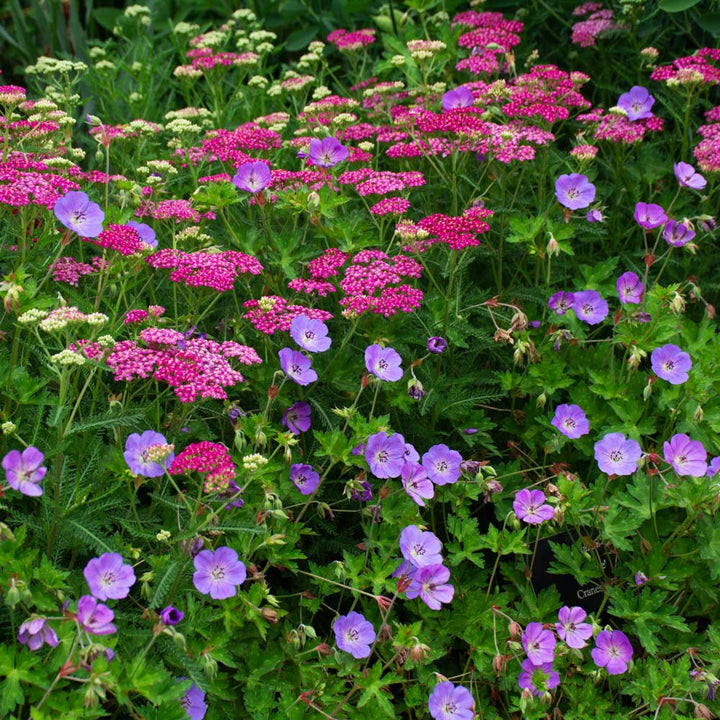 Geranium Rozanne®