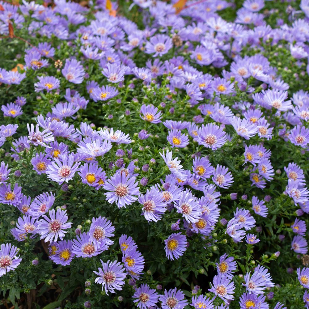 Blue Notes Fall Container Garden