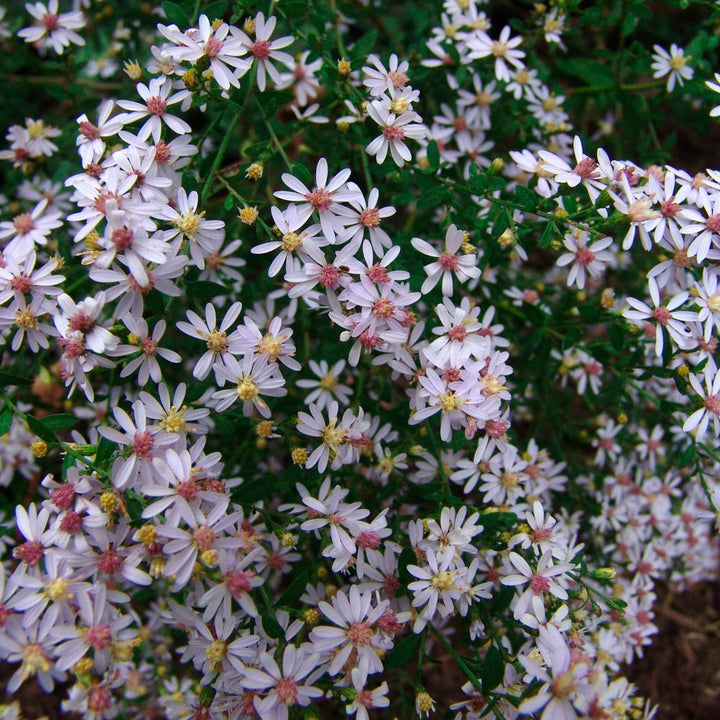 Symphyotrichum cordifolium, tray of 50 plugs