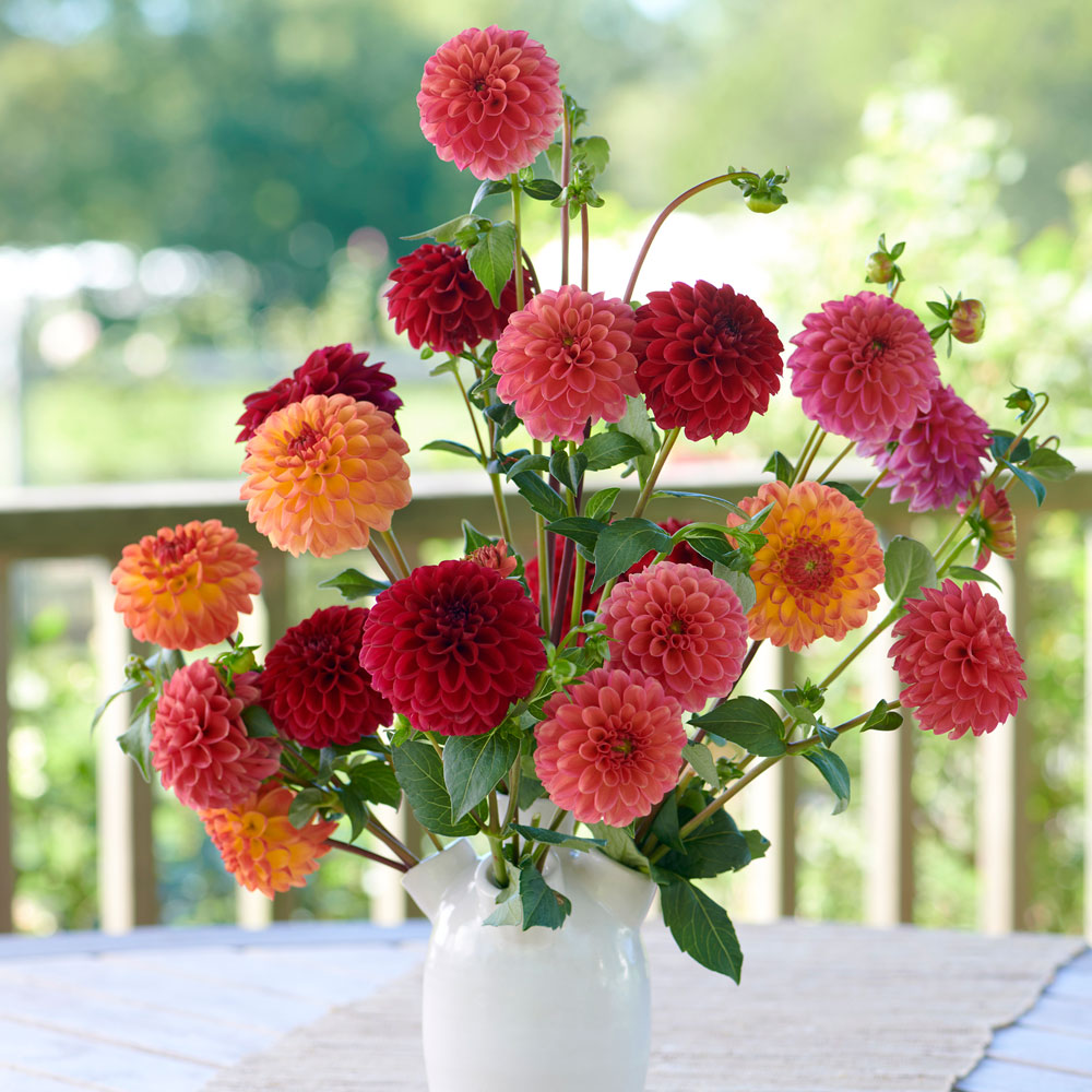 Planter's Punch Dahlia Collection