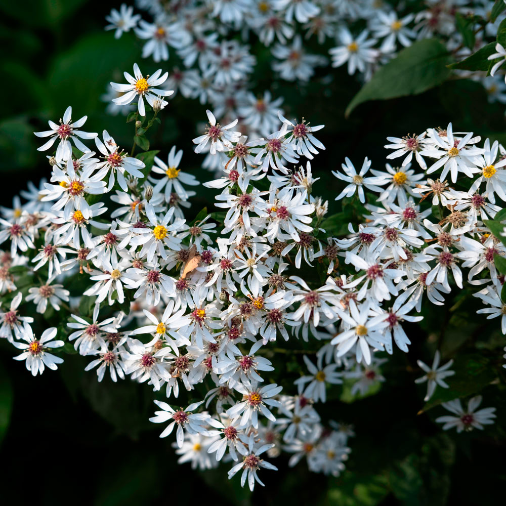 Eurybia divaricata 'Eastern Star'