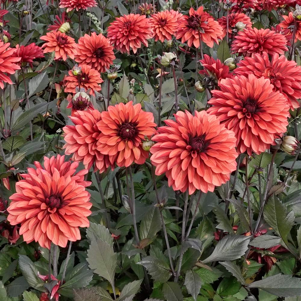 Dahlia 'Danique'