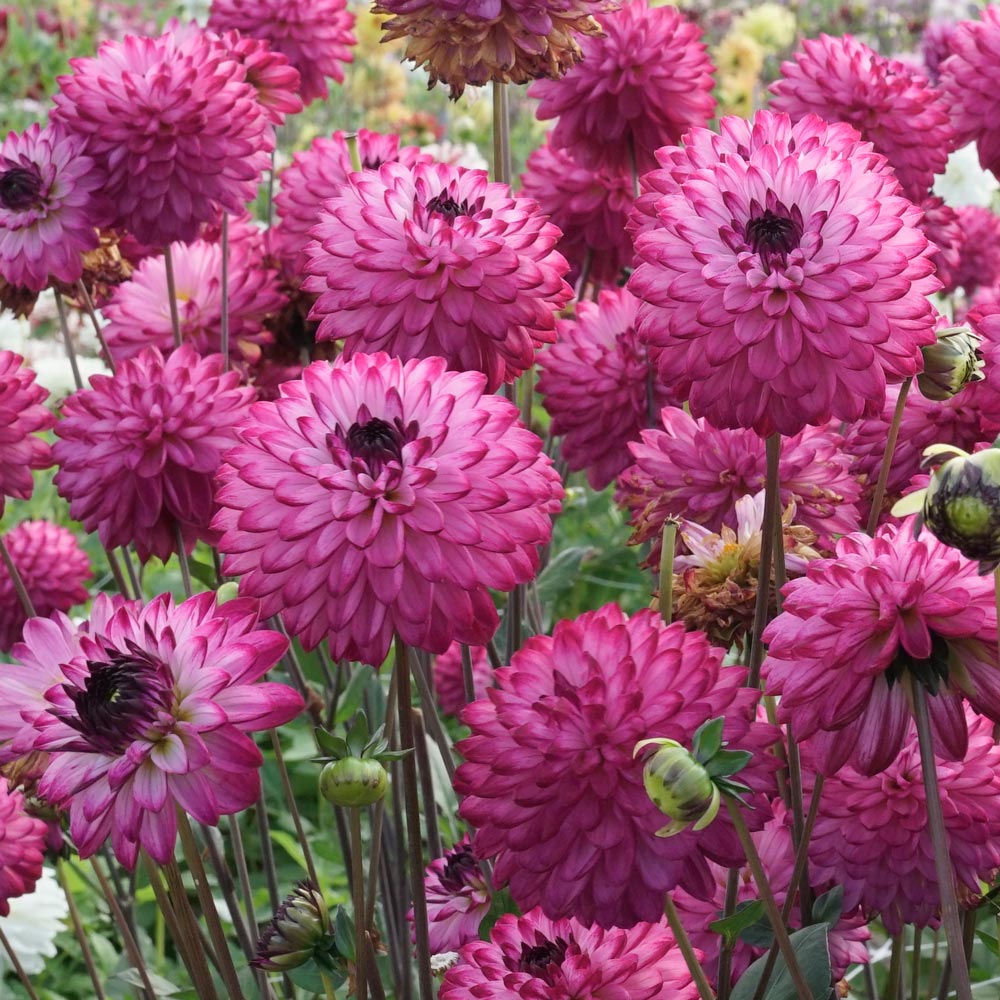 Dahlia 'Romantica'
