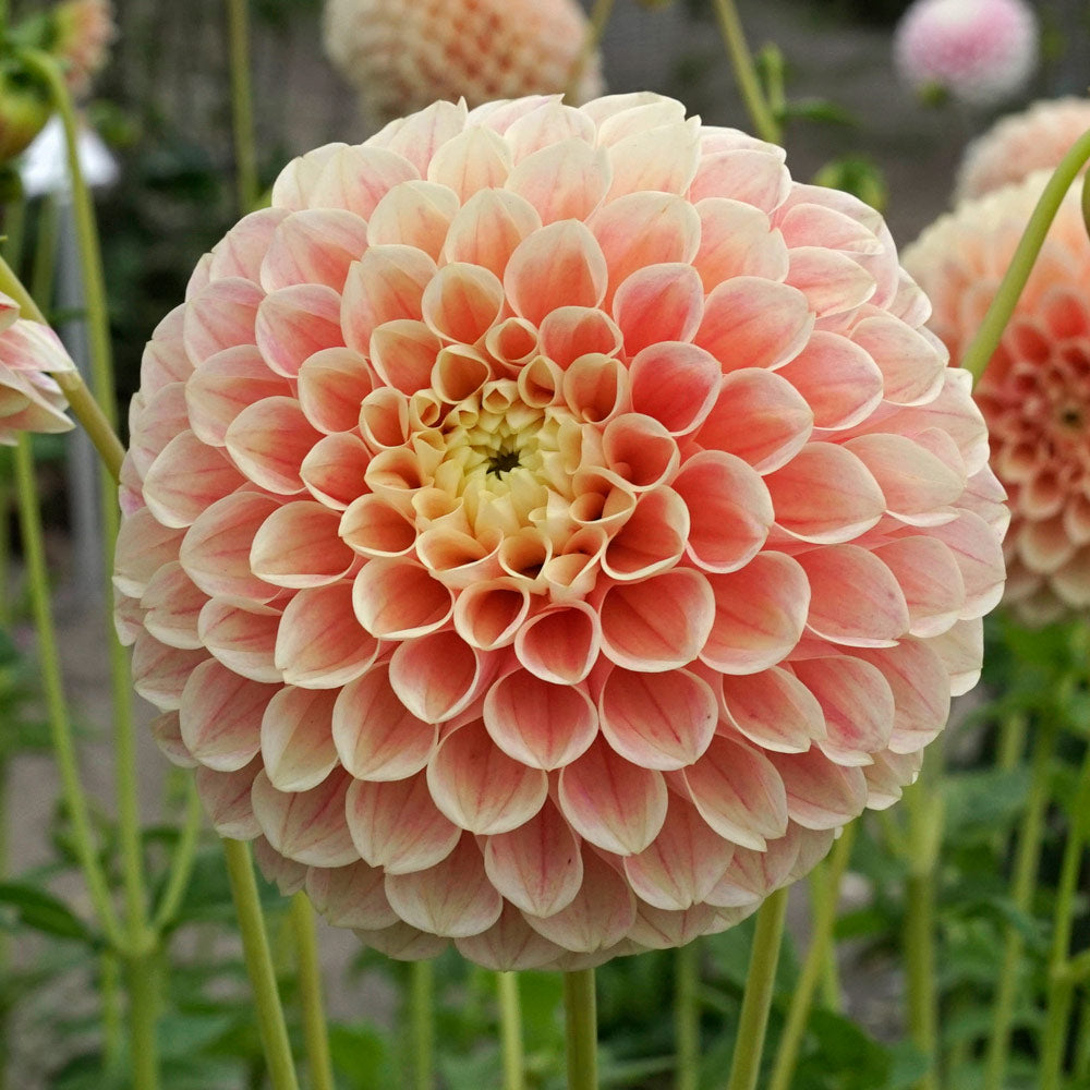 Dahlia 'Sweet Suzanne'