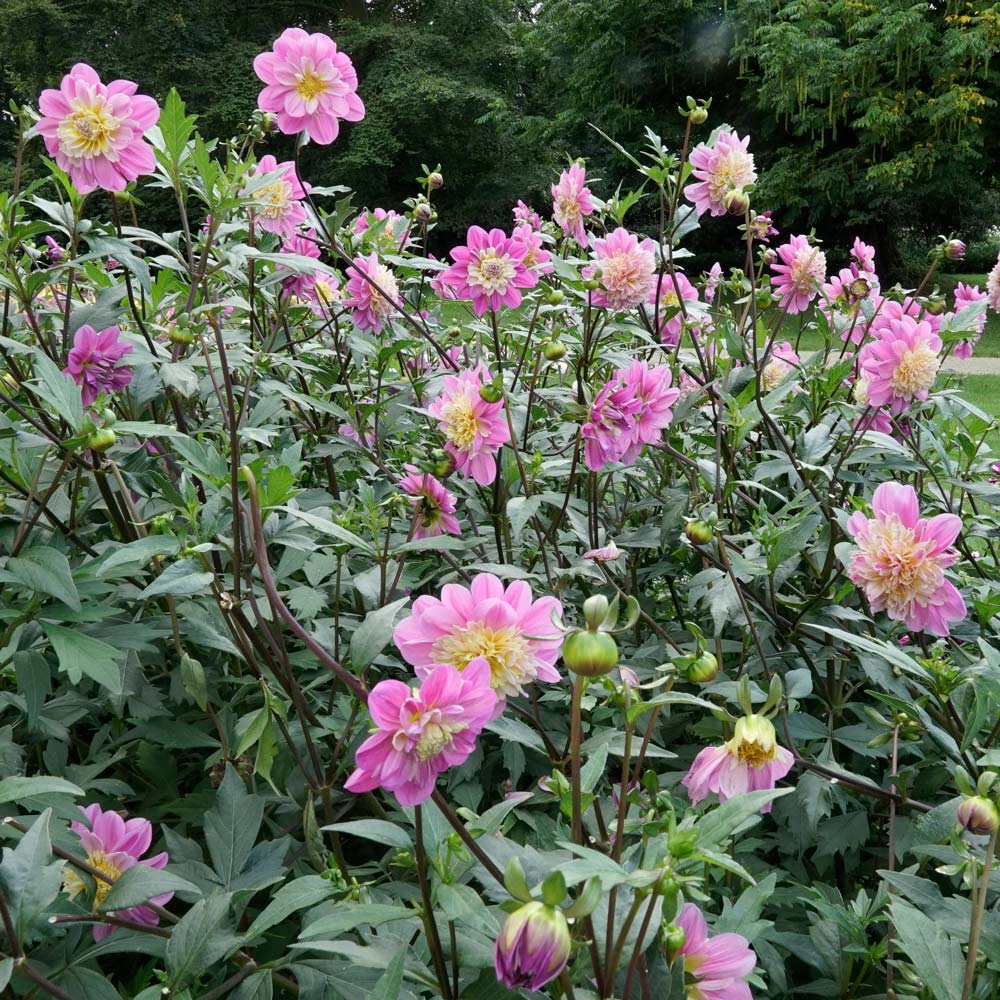 Dahlia 'Take Off'