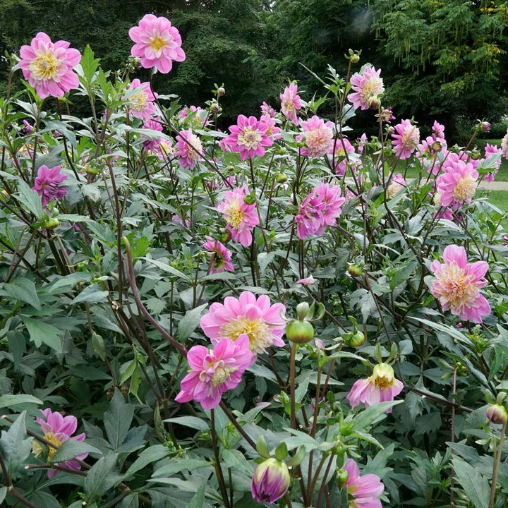 Dahlia 'Take Off'