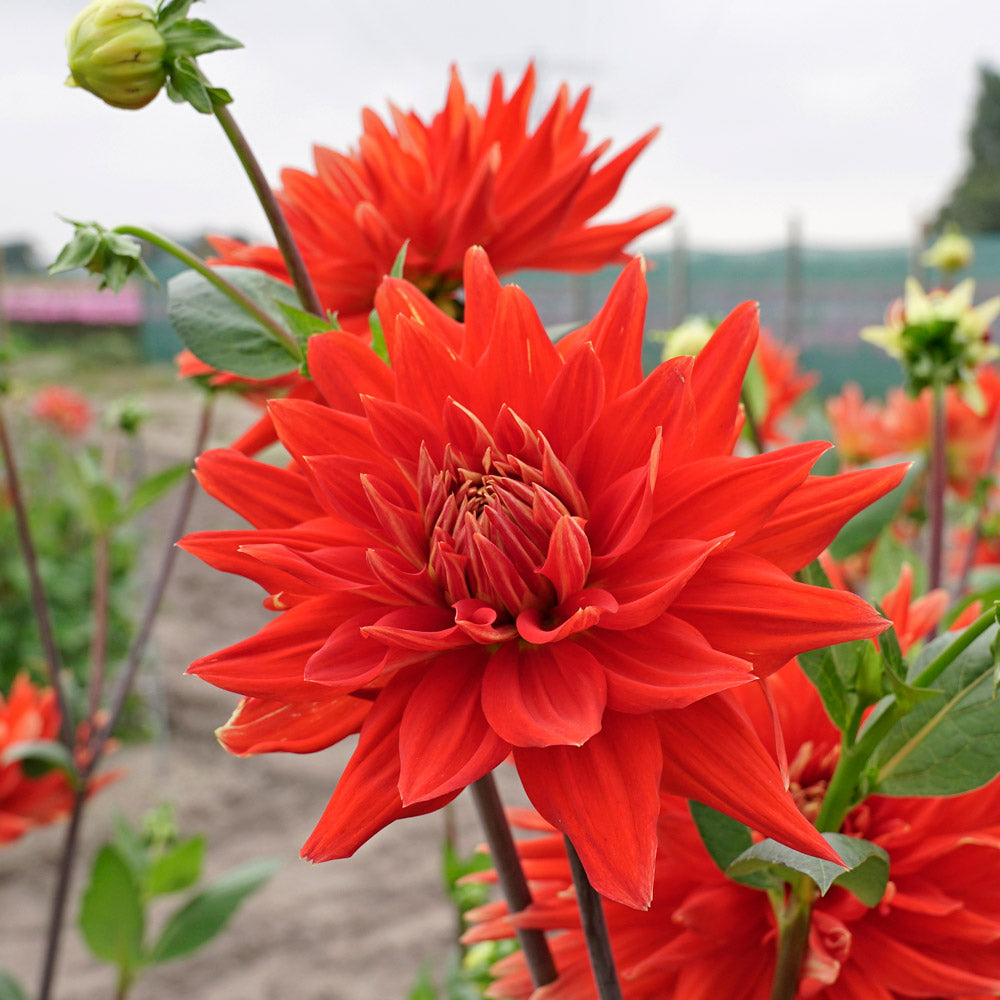 Dahlia 'Vulcan'