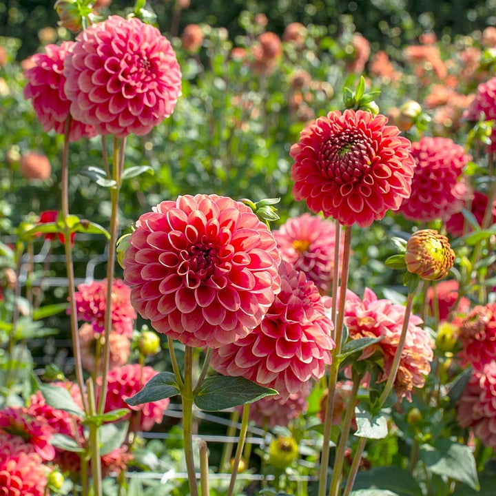 Dahlia 'Zundert Mystery Fox'