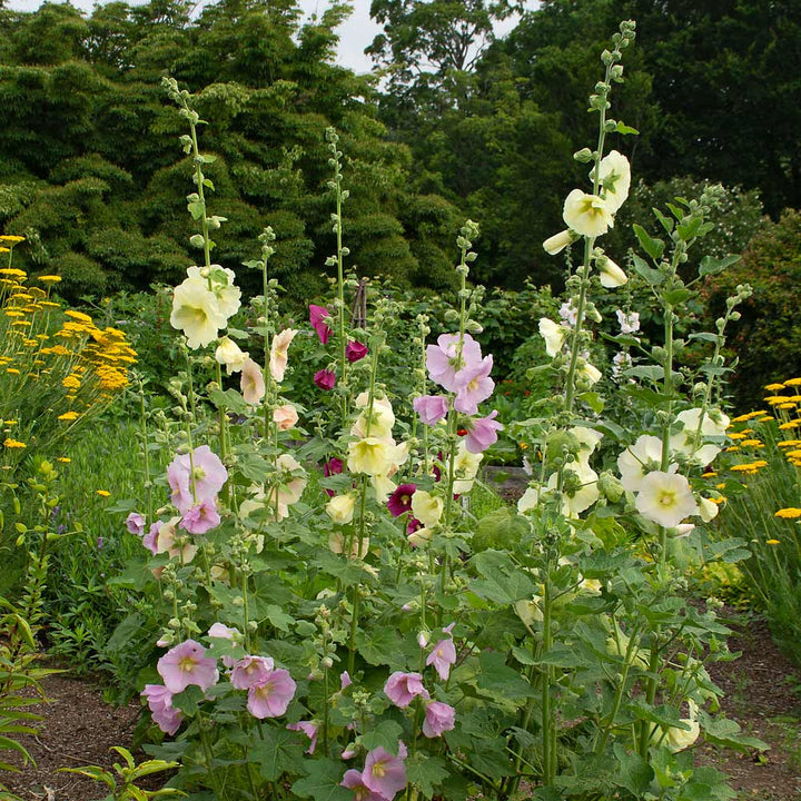 Alcea Perennial Singles