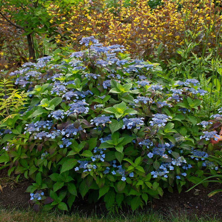 Hydrangea serrata 'Blue Billow'