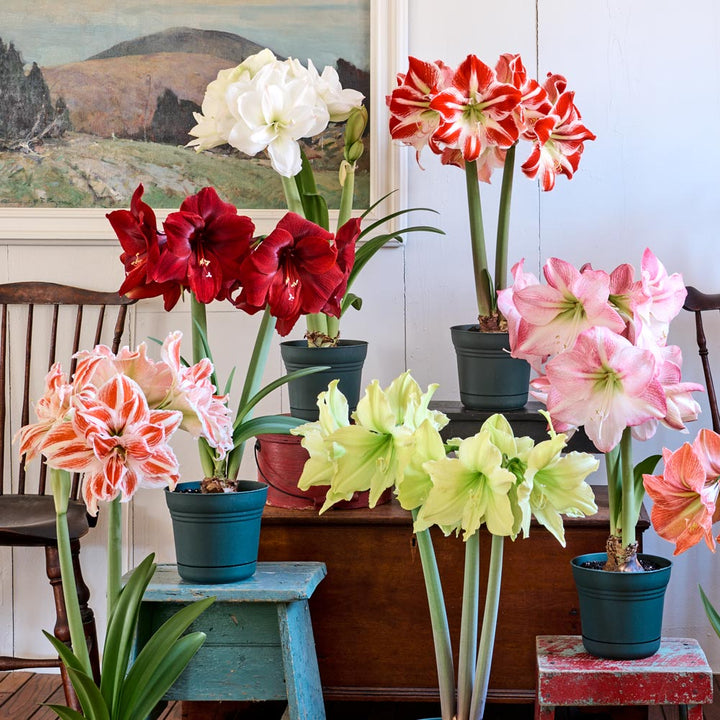 Amaryllis Sextet: 6 bulbs in nursery pots