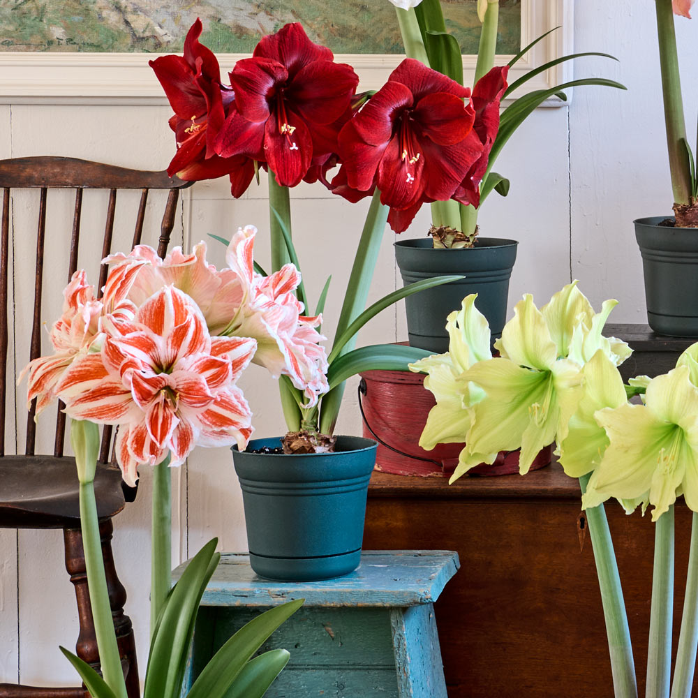Amaryllis Trio: 3 bulbs in nursery pots