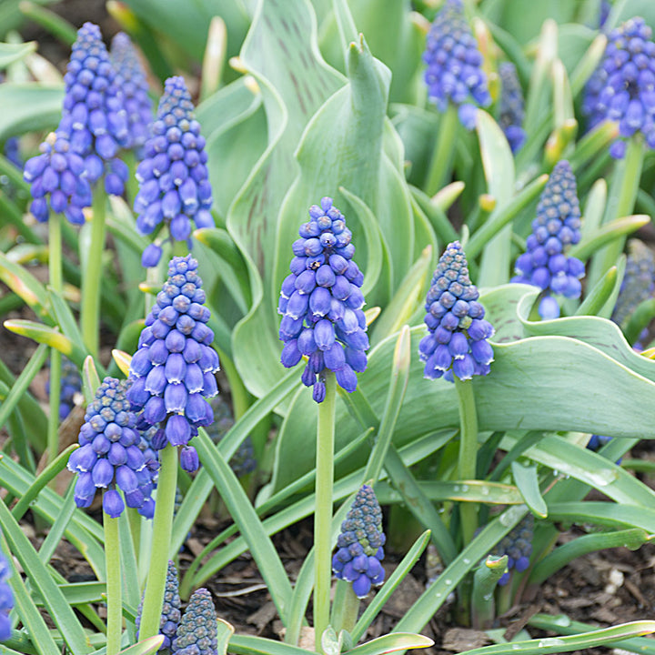 Muscari armeniacum