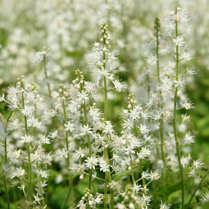 Tiarella cordifolia 'Running Tapestry'