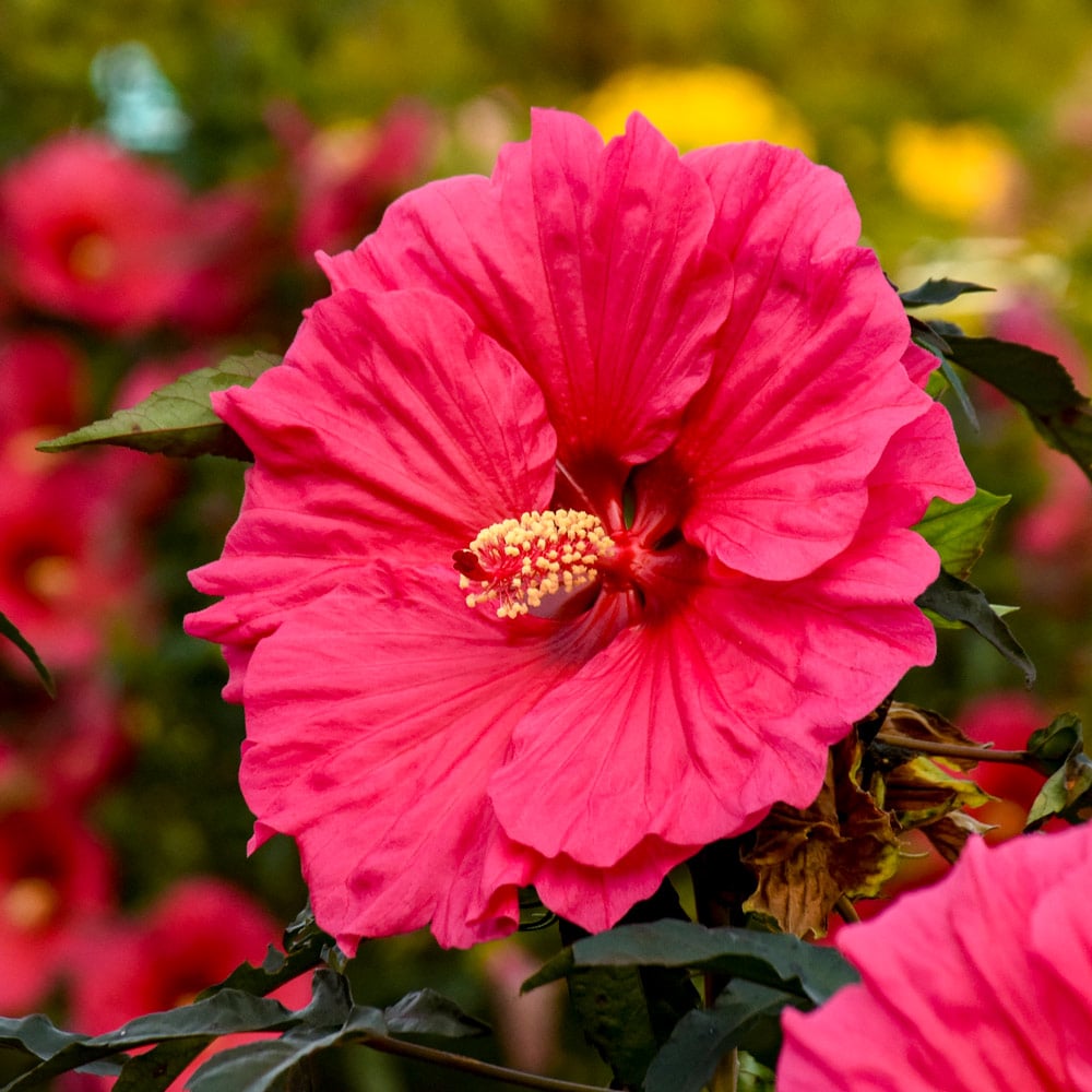 Hibiscus 'Watermelon Ruffles'