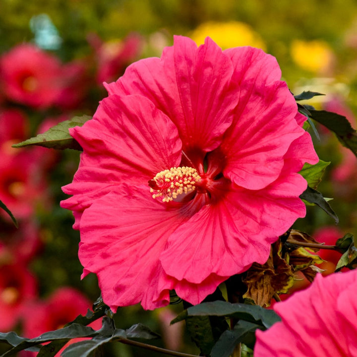Hibiscus 'Watermelon Ruffles'