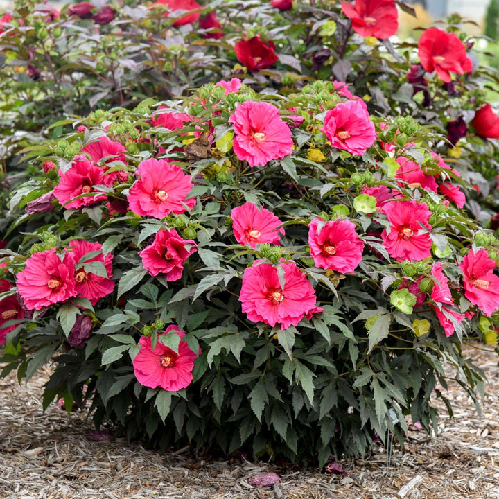 Hibiscus 'Watermelon Ruffles'