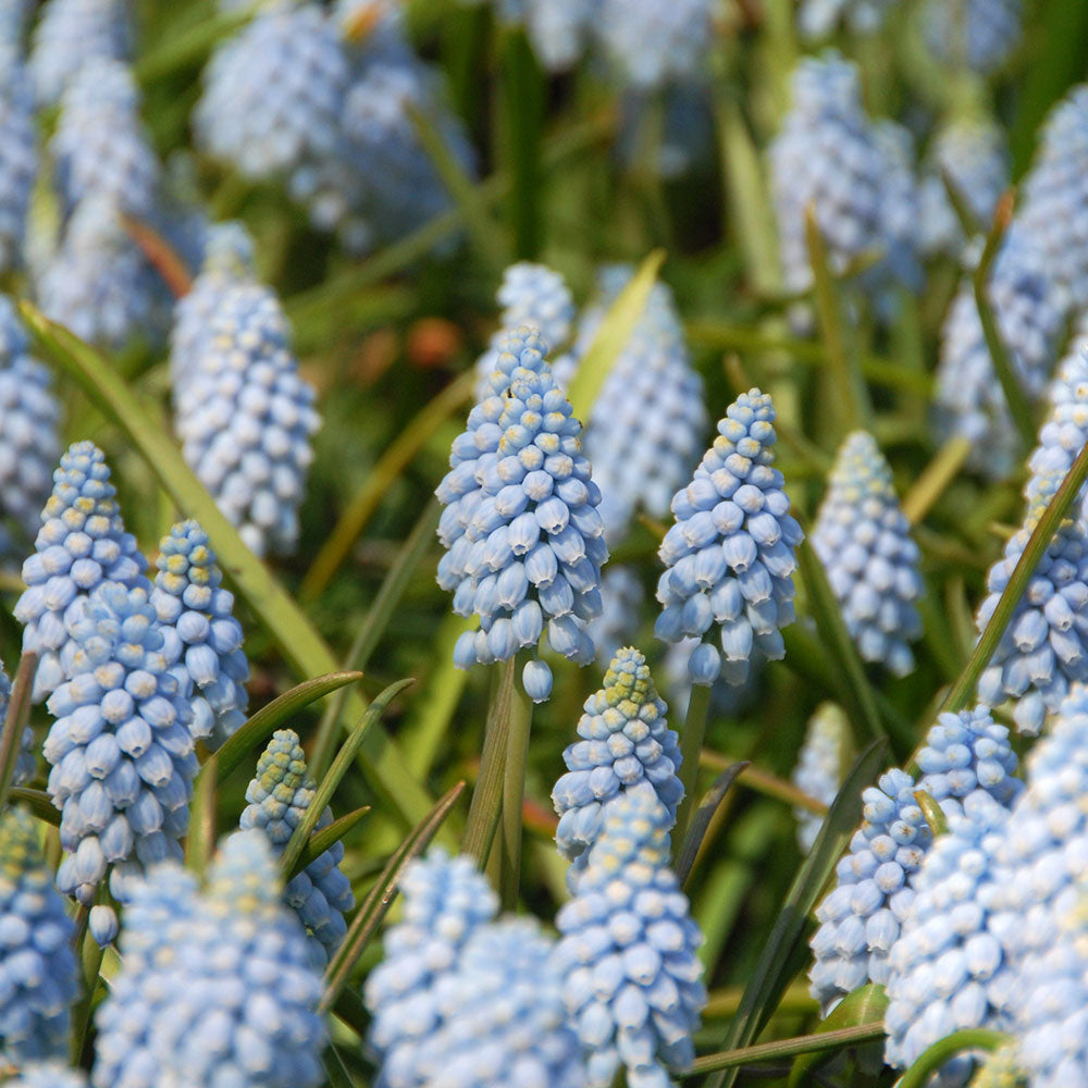 Muscari armeniacum 'Valerie Finnis'
