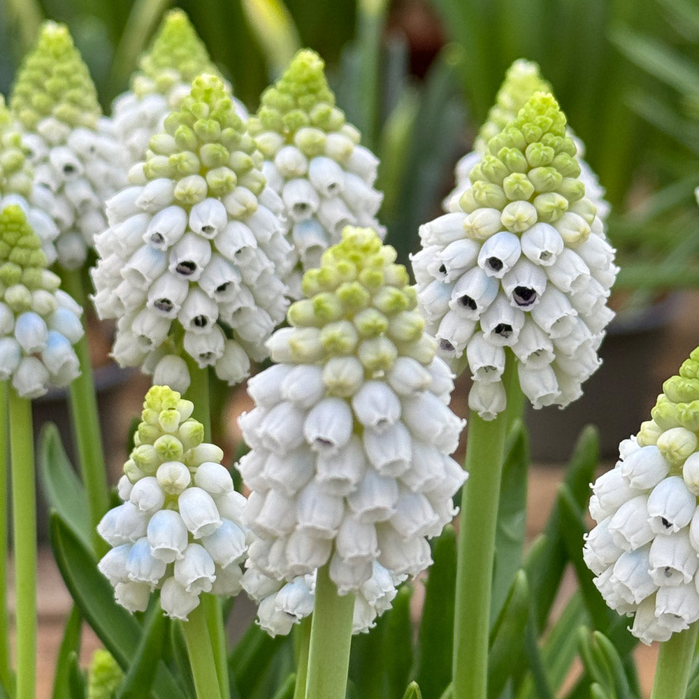Muscari armeniacum 'Alaska'