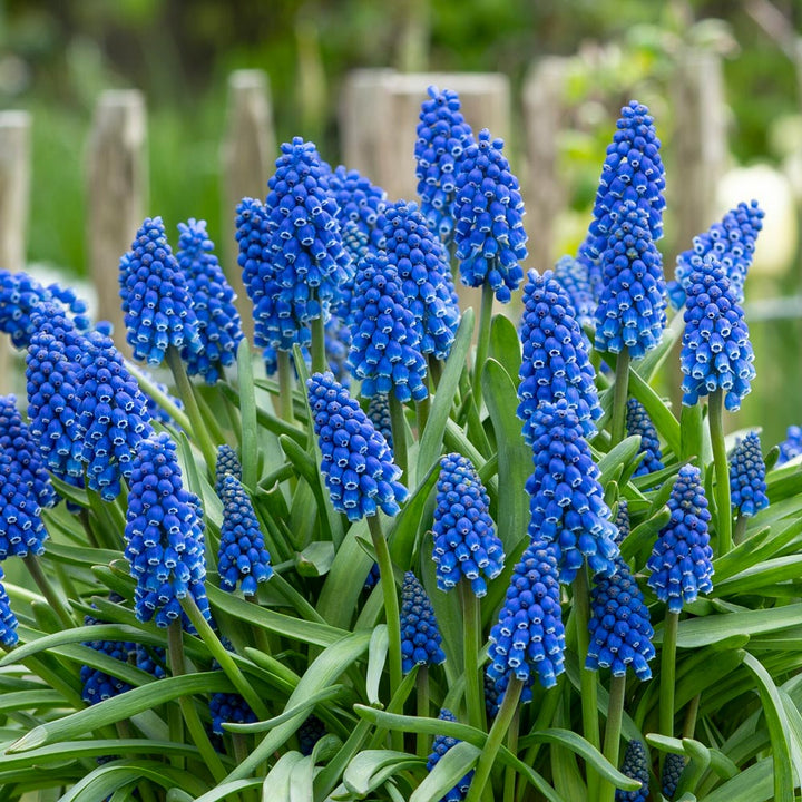 Muscari armeniacum 'Marleen'