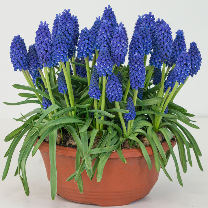 Muscari armeniacum 'Marleen'