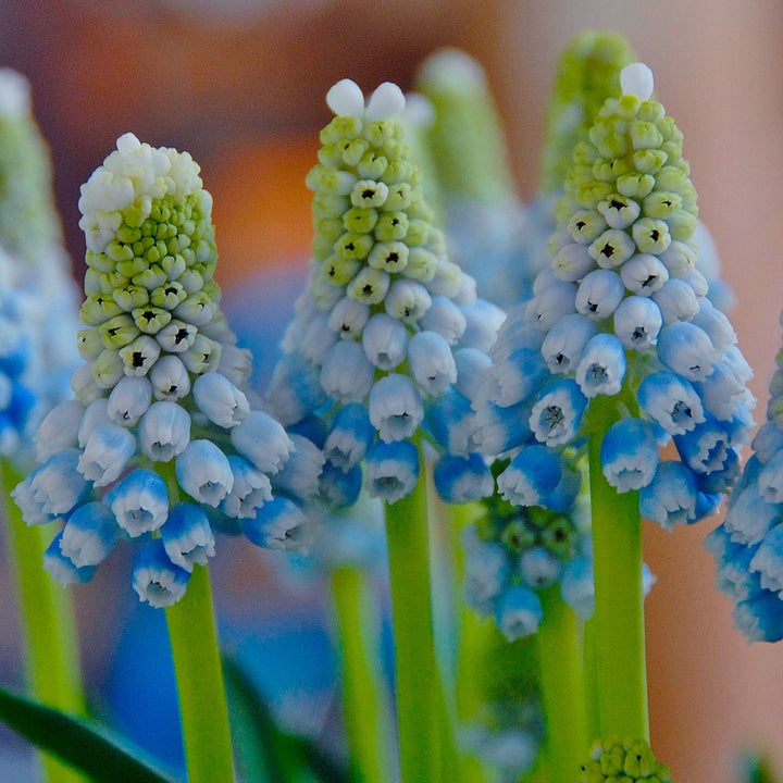 Muscari armeniacum 'Mountain Lady'
