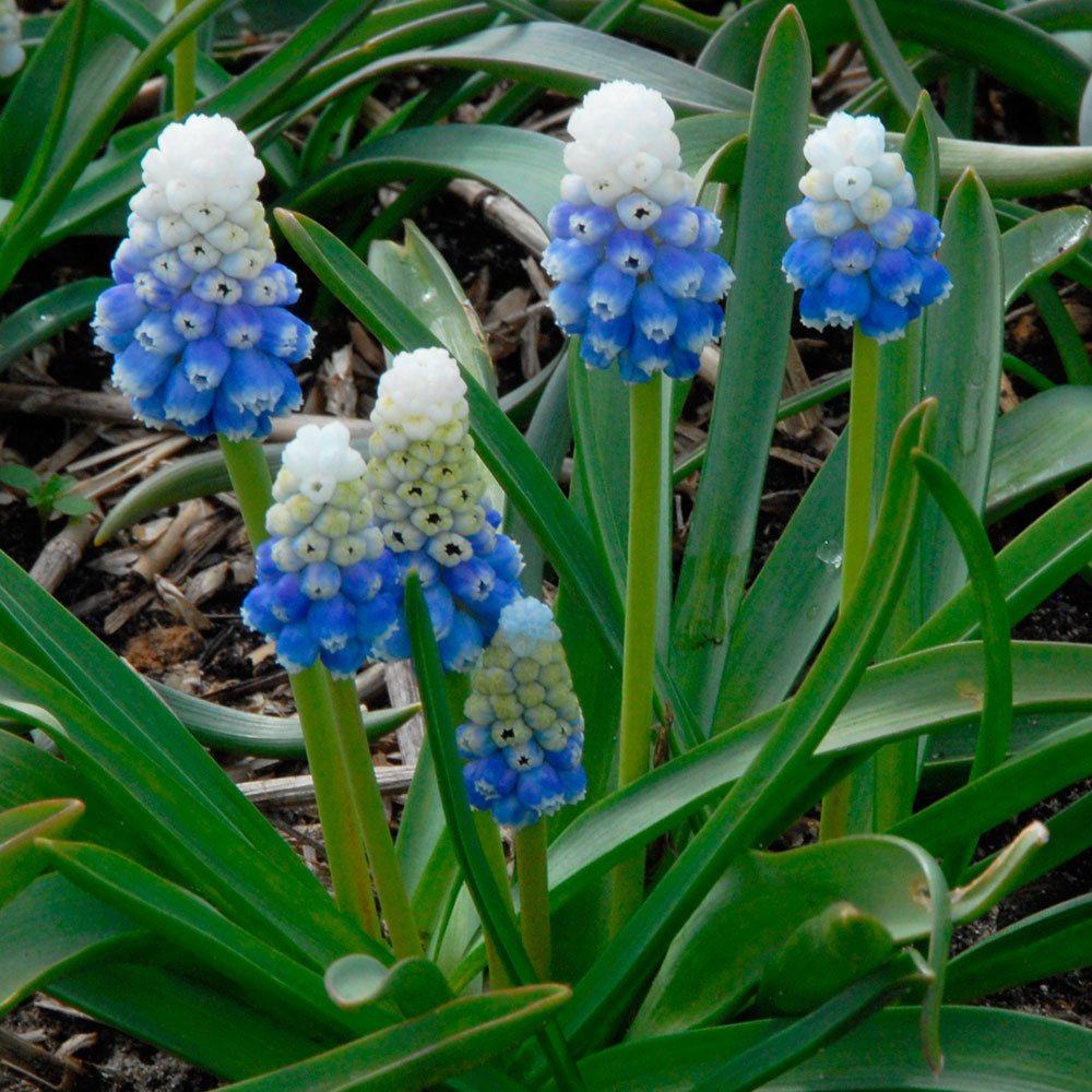 Muscari armeniacum 'Mountain Lady'