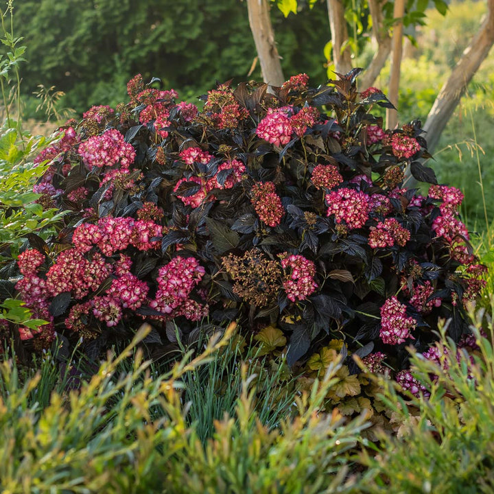 Hydrangea macrophylla Eclipse®