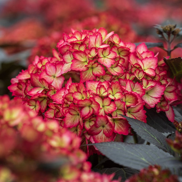 Hydrangea macrophylla Eclipse®