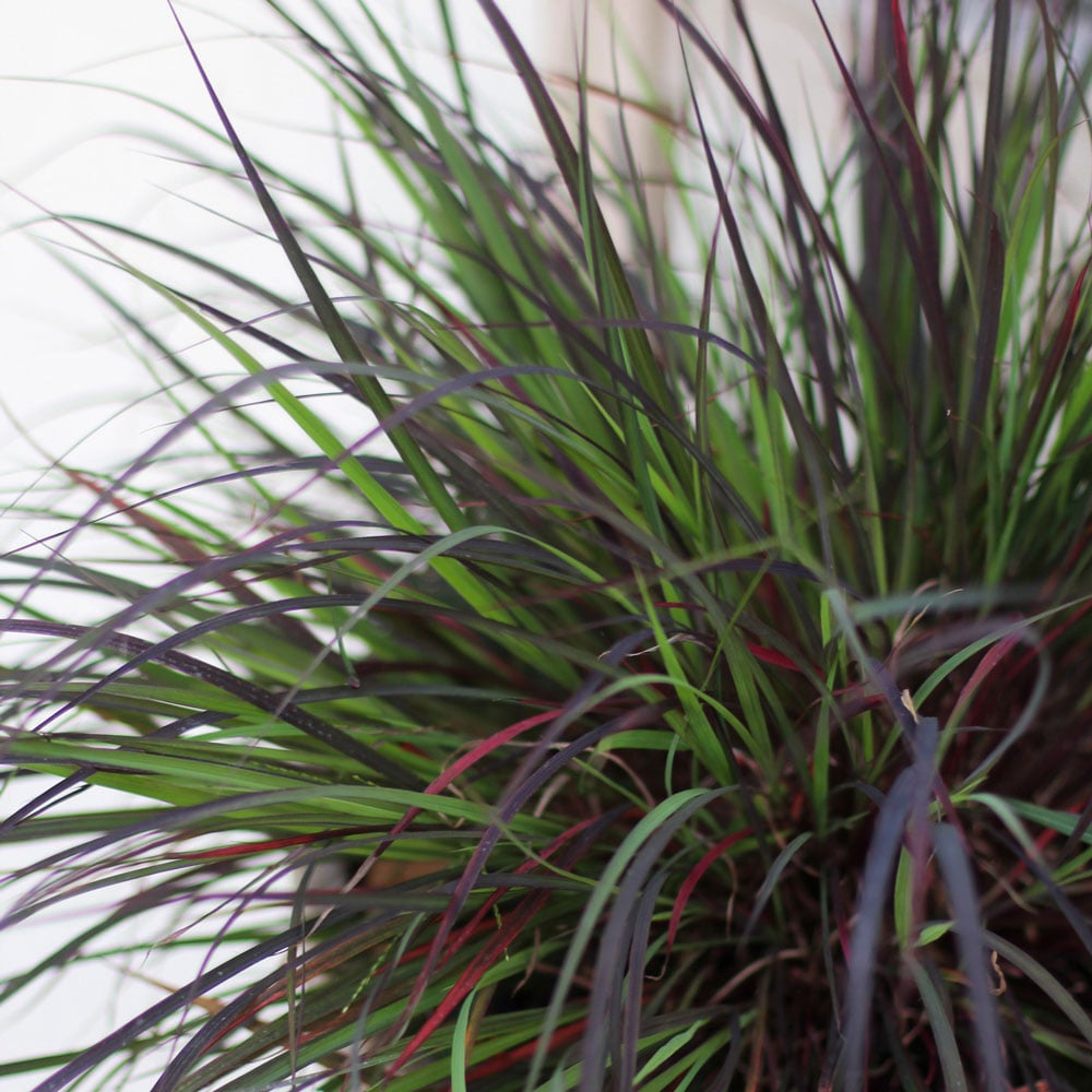 Andropogon gerardii 'Blackhawks'