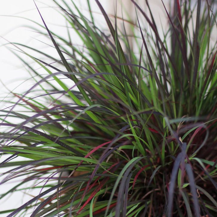 Andropogon gerardii 'Blackhawks'