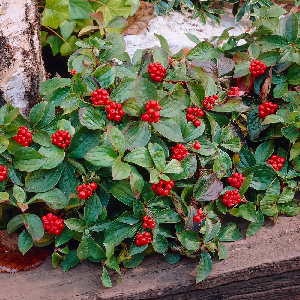 Cornus canadensis