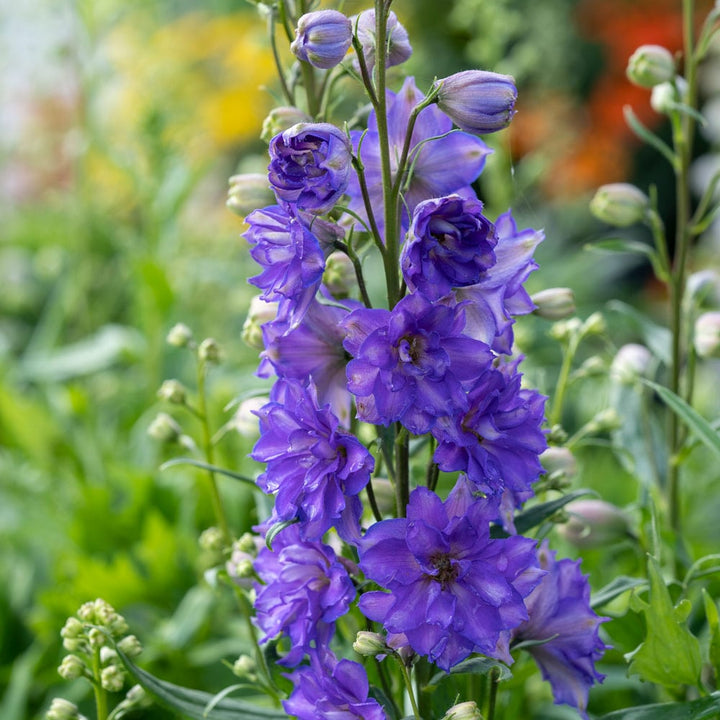 Delphinium Delgenius® Glitzy