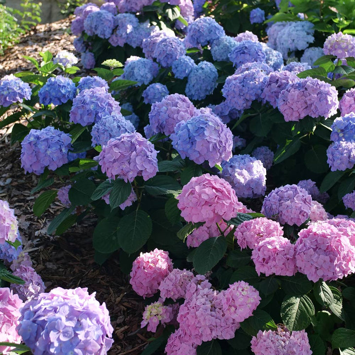 Hydrangea Let's Dance Sky View®