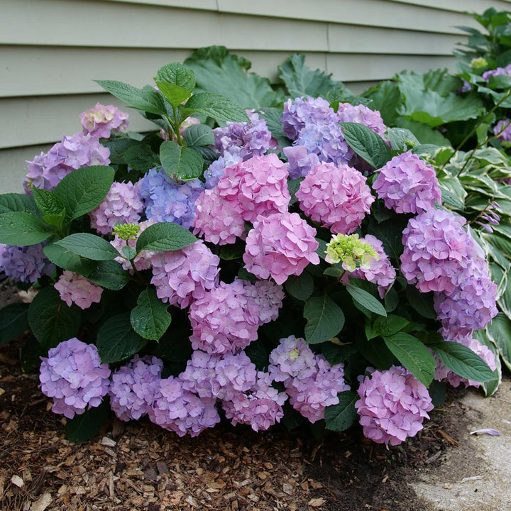 Hydrangea Let's Dance Sky View®