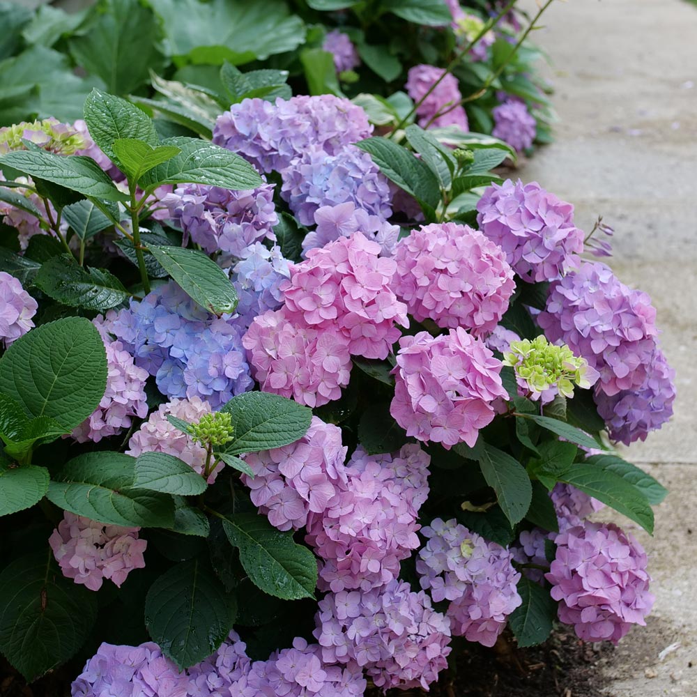 Hydrangea Let's Dance Sky View®