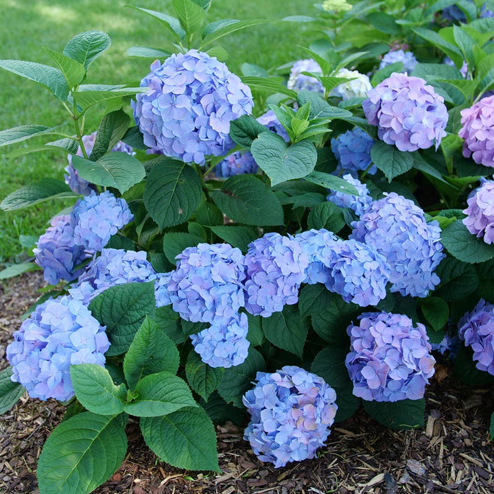 Hydrangea Let's Dance Sky View®