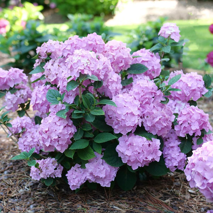 Hydrangea Let's Dance Sky View®