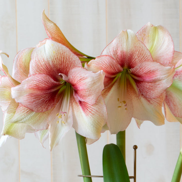 Amaryllis 'Grandise Fantasy,' one bulb in nursery pot