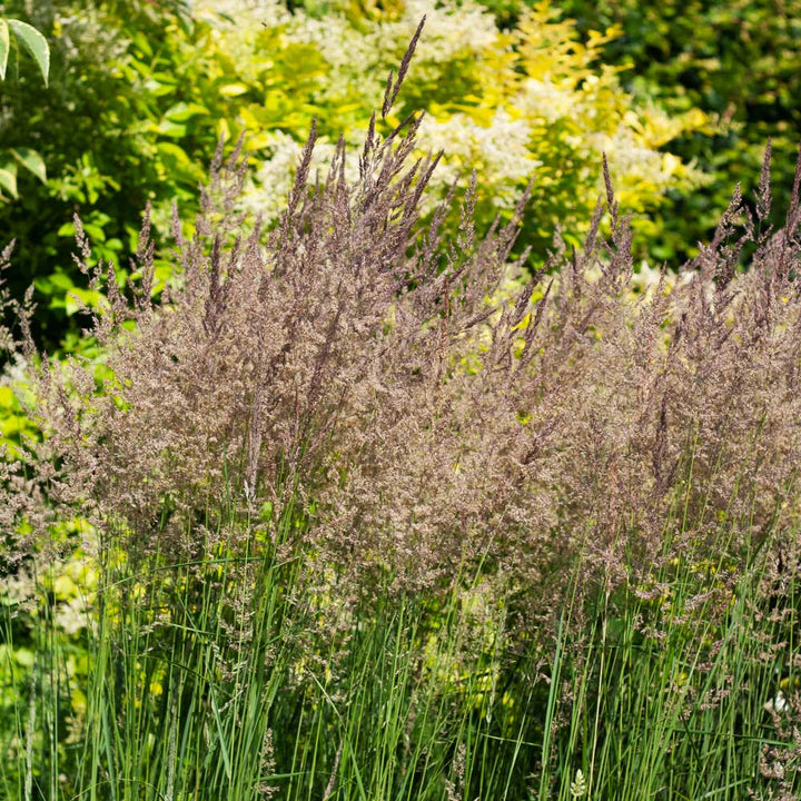Calamagrostis x acutiflora 'Karl Foerster'