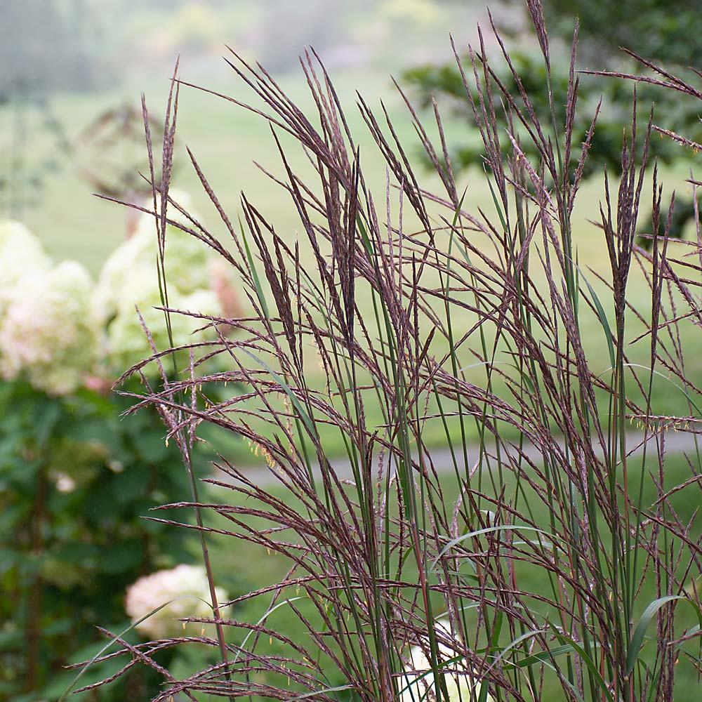 Andropogon gerardii 'Blackhawks'